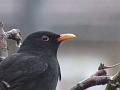 2014-1202-0925_Blackbird_7.0C